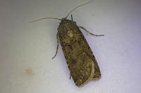 Agrotis segetum