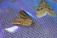 Chesias legatella
