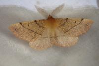 Colotois pennaria