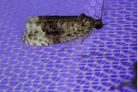Apotomis betuletana