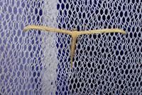 Emmelina argoteles/monodactyla