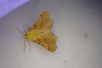 Ennomos alniaria