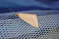 Rhodometra sacraria