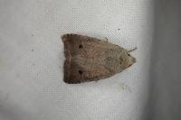 Leptologia lota
