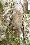 Noctua pronuba