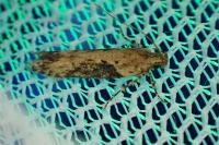 Scrobipalpa costella