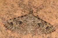 Alucita hexadactyla