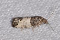 Spilonota ocellana