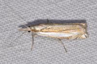 Crambus pascuella