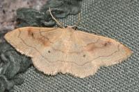 Idaea rubraria