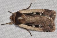 Ochropleura plecta
