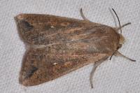 Mythimna unipuncta