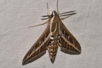 Hyles livornica