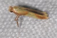Caloptilia alchimiella
