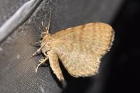 Euchoeca nebulata