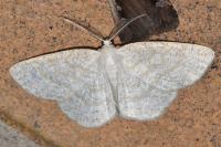 Cabera exanthemata