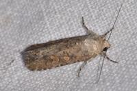 Spodoptera exigua