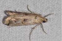 Pempelia genistella