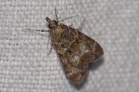 Eudonia mercurella