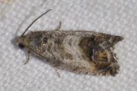 Cydia splendana