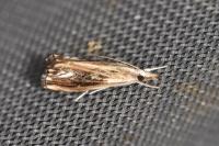 Catoptria verellus