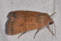 Noctua interjecta
