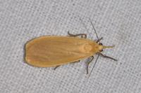 Wittia sororcula