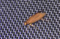 Crassa unitella
