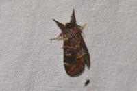 Notodonta dromedarius