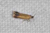 Coptotriche marginea