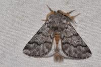 Thaumetopoea pityocampa