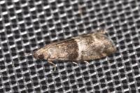 Elegia atrifasciella