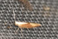 Argyresthia albistria