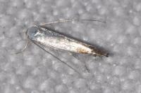 Lyonetia clerkella
