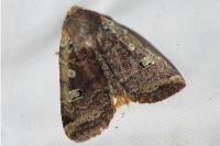 Conistra erythrocephala