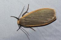 Katha depressa