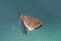 Pennithera firmata