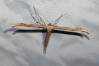 Emmelina argoteles/monodactyla