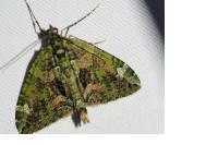 Chloroclysta siterata