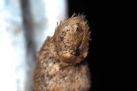 Epirrita autumnata