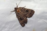 Amphipyra pyramidea