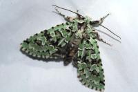 Griposia aprilina