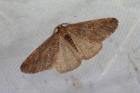 Erannis defoliaria