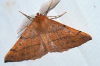 Colotois pennaria