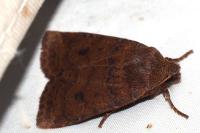 Conistra ligula