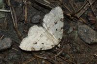 Epirrita autumnata
