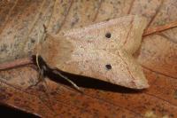 Leptologia macilenta