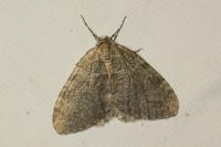 Epirrita christyi
