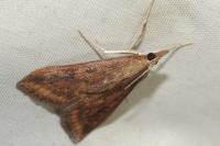 Udea ferrugalis