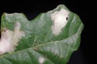 Tischeria ekebladella